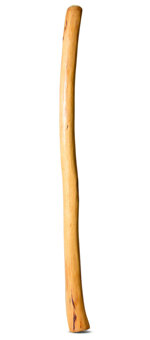 Medium Size Natural Finish Didgeridoo (TW1596)
